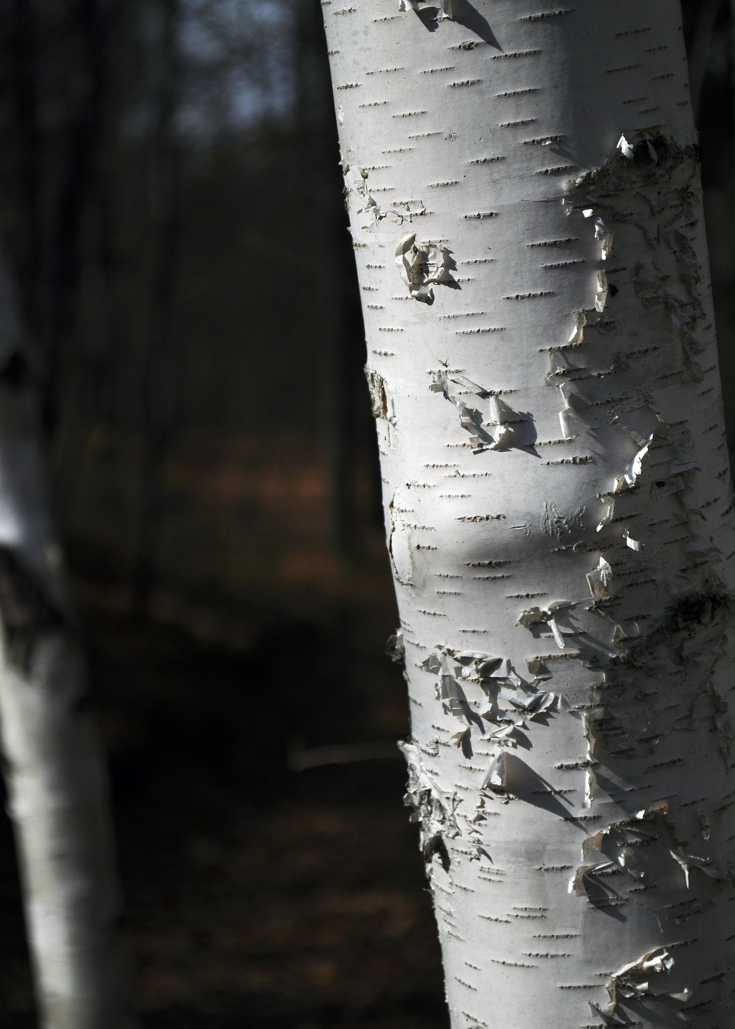 Birch